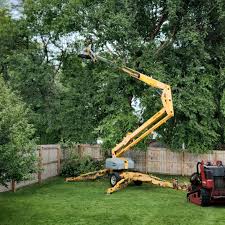 Best Tree Disease Treatment  in Washington, NC