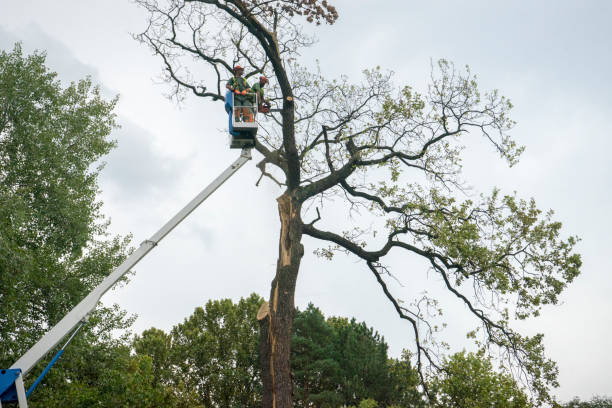 Best Tree Removal  in Washington, NC