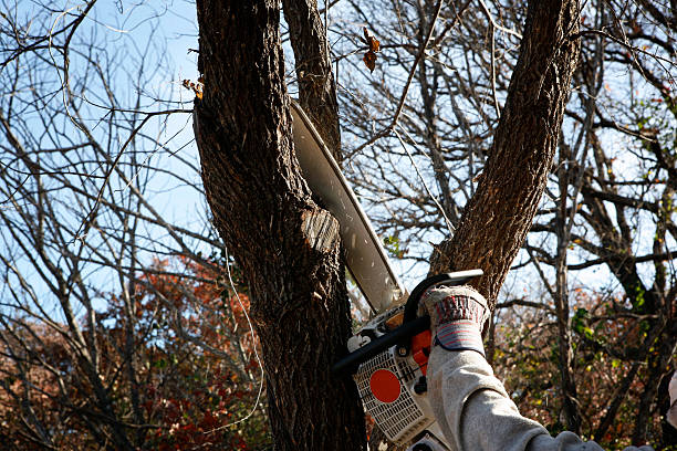 Best Arborist Consultation Services  in Washington, NC