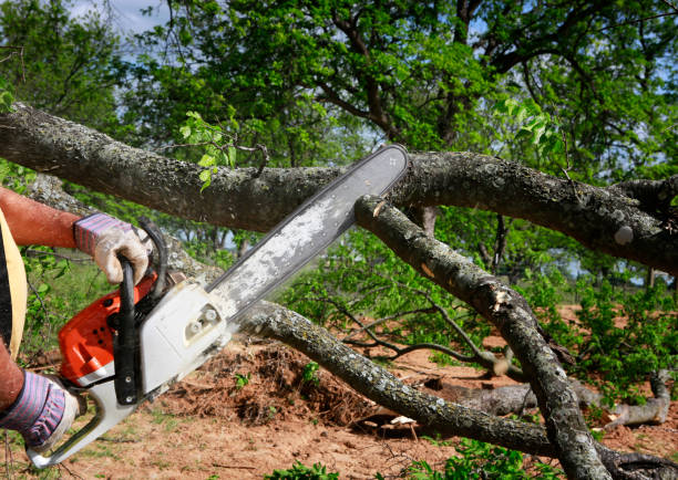 Best Tree Cabling and Bracing  in Washington, NC